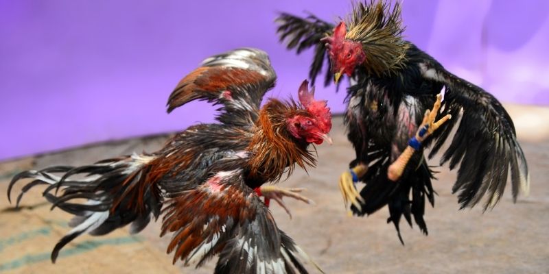 nuhu90 KM Game Bài 3d