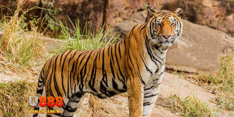 nuhu90 xổ số bình thuận