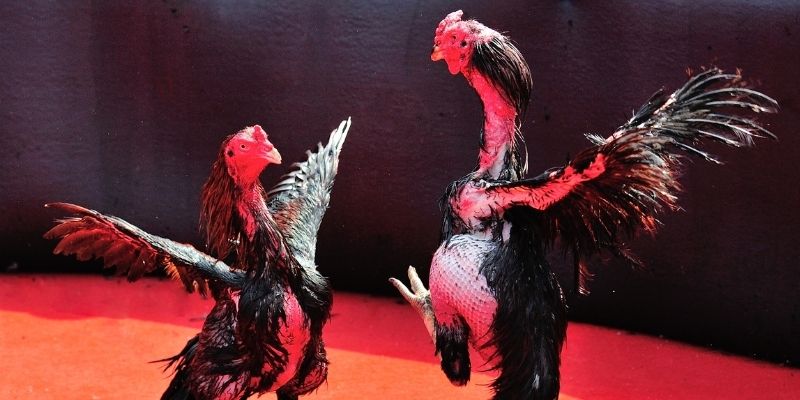 nuhu90 thị trường baccarat là gì