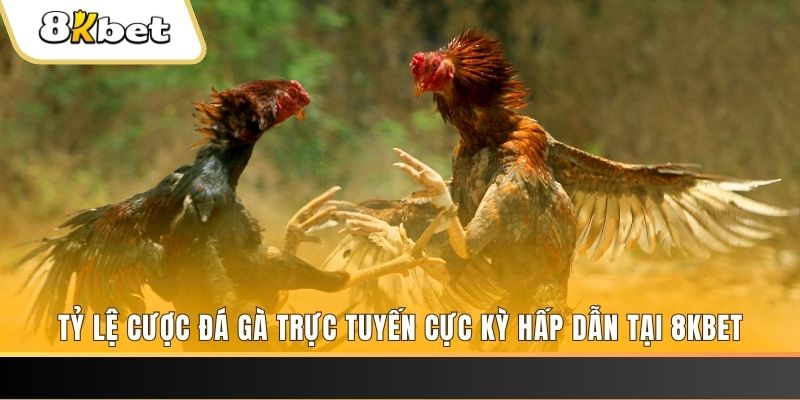 nuhu90 c1 gà chọi