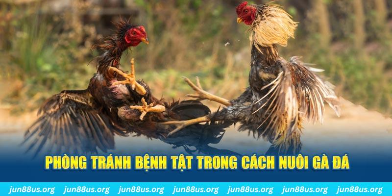 nuhu90 đăng nhập phỏm online