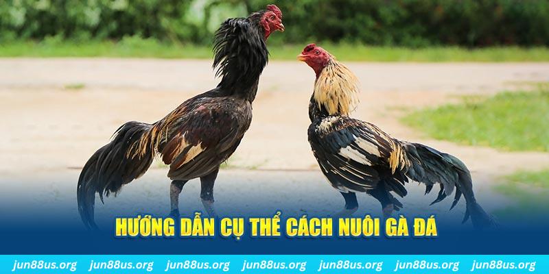 nuhu90 đăng nhập sòng bạc số 1
