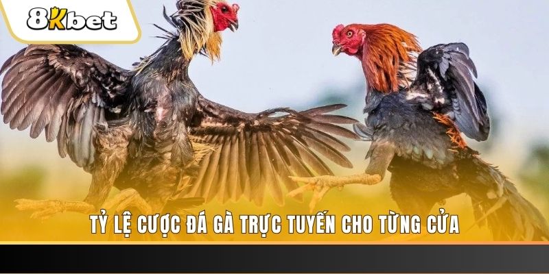 nuhu90 gà chọi c1 ô taxi