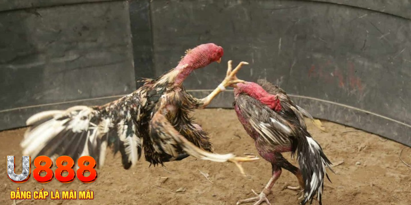 nuhu90 đăng nhập tiến lên miền nam số 1